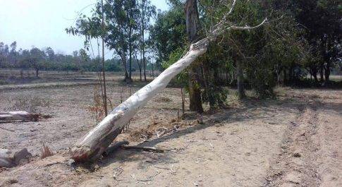 यूकेलिप्टस का पेड काट रहे मजदूर की पेड उपर गिरने से दबकर हुई मौत