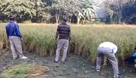पीएसी जवान ने लगाया आरोप कहा- IPS अधिकारी जबरन कटवा रहे हैं धान,वीडियो किया वायरल
