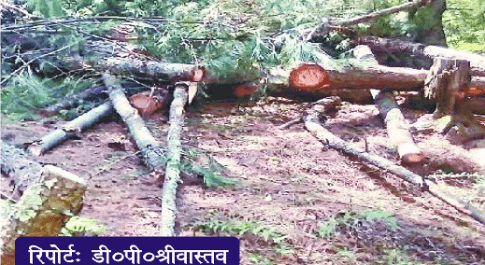 100 की परमिट काट दिये सैकड़ों पेड़