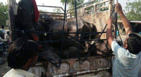 छोटा हाथी में ठूस कर ले जा रहे 4 भैसों समेत 3 गिरफ्तार