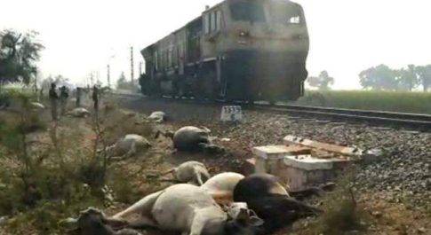 ट्रेन से काटकर हुई 36 गायों की मौत तो ट्रक पलटने से भी गाय मरी 