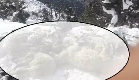 बर्फीला पहाड़ दरकने से 35 बकरियों की मौत,व्यापारी ने प्रशासन से उचित मुआवजे की की मांग