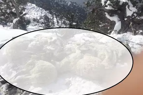 बर्फीला पहाड़ दरकने से 35 बकरियों की मौत,व्यापारी ने प्रशासन से उचित मुआवजे की की मांग