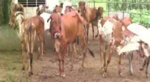 सरकारी स्कूल को खाली करवा कर लावारिस गायों को किया अन्दर, मामला दर्ज