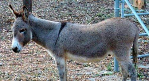 हजारों गधे बेच कर पाकिस्तान बनेगा करोड़पति,चीन बनाएगा दवा 