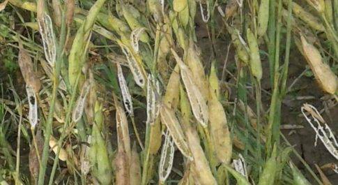 बर्फबारी के कारण किसानों के साथ-साथ विज्ञान केंद्र की फसल भी चौपट