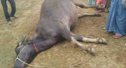 शाहजहांपुर विद्युत विभाग की लापरवाही के कारण दो भैंसों की मौत