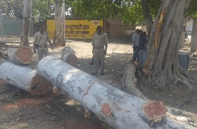 उड़ाई जा रही है कानून की धज्जियां,हरे पेड़ की काटने जारी