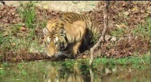 भीषण गर्मी से परेशान है जंगली जानवर