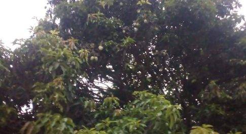 गर्मी पड़ने पर आम की फसल तैयार