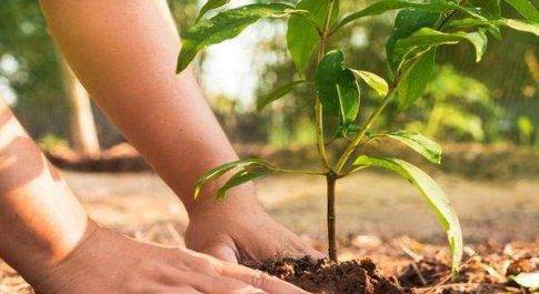 इस वर्ष सिद्धार्थनगर जिले में चालीस लाख पौधे लगाए जाने का लक्ष्य।