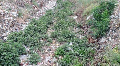 सिद्धार्थनगर। नहर बे पानी होने से किसान सहित जानवर बेहाल।