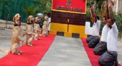 राहुल ने ट्वीट पर सेना के जवान व कुत्तों को योग करते हुए तस्वीरें की शेयर, रिएक्शन शुरू