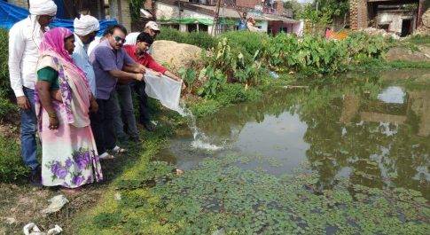 महराजगंज। डेंगू,मलेरिया व जेई- एईएस विमारियों के मच्छरों को पनपने से रोकने के लिए तालाब में छोड़ी गई मछलियां