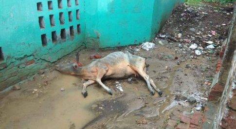 लखीमपुर खीरी| प्राथमिक विद्यालय में पांच दिनों से मरनाशन अबस्था में पड़ी गाय शिक्षा विभाग घोर लापरवाही