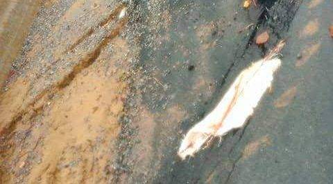 खजुहा पहुर मार्ग नहीं झेल सका पहली बारिश