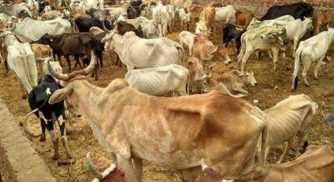 गौशाला में हुई 35 गायों की मौत, स्थानीय लोग का दावा -भूख व बीमारी से मरी गाय 