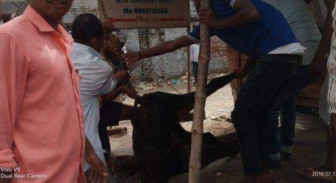 लखीमपुर खीरी| हिन्दू युवा वाहिनी के द्वारा बची बछड़े की जान