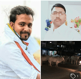 सिद्धार्थनगर। छुट्टा पशुओं से परेशान है पूरा क्षेत्र