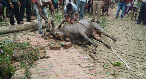 अयोध्या। रसूल पुर गांव की कुआं में गिरा गोवंश कड़ी मसक्कत के बाद निकाला गया