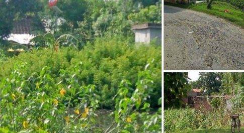 सिद्धार्थ नगर। गड्ढ़े पर अतिक्रमण पड़ रहा पशु पक्षियों पर भारी