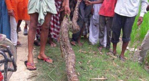 अयोध्या। गन्ने के खेत में पकड़ा गया विशालकाय अजगर