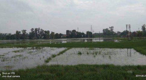 सेतु निगम की लापरवाही का खामियाजा किसानों को भुगतना पड़ रहा पानी निकासी बन्द होने से जल मग्न हुई सैकड़ो बीघा धान की फसल