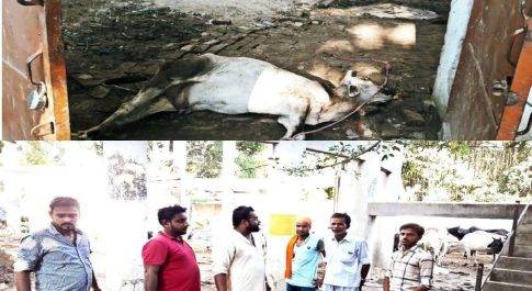 लखीमपुर खीरीI नगर पालिका की लापरवाही प्रशासन के ढुलमुल रवैये से शहर के जेल रोड पर पानी की टंकी के नीचे बने गौशाला में दर्जनों गौवंशो की मौतो का सिलसिला जारी है।