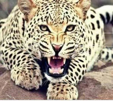 महराजगंज। गोरखपुर निर्माणाधीन चिडियाघर मे कानपुर से लाये जायेंगे 50 जानवर