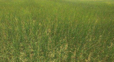 सिद्धार्थनगर। जिले में बारिश न होने से अपनी अंतिम साँसे गिन रही धान की फसलें