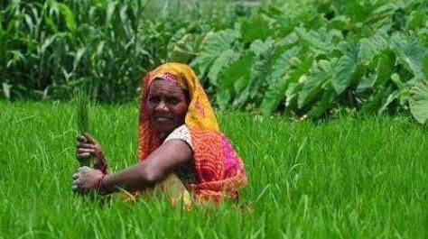 महराजगंज। बृजमनगंज क्षेत्र में बारिश के कारण किसानों के खिले चेहरे