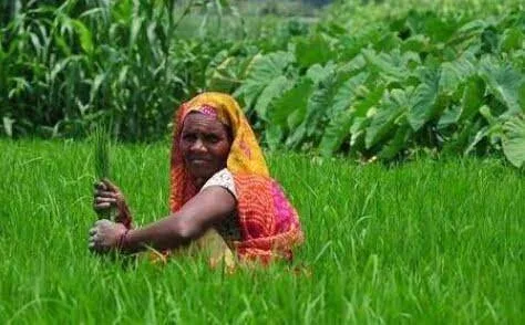 महराजगंज। बृजमनगंज क्षेत्र में बारिश के कारण किसानों के खिले चेहरे