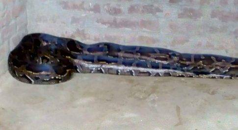 बहराइच। घर में घुसा अजगर, मचा हडकंप