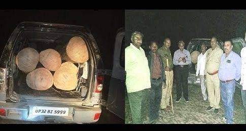 महराजगंज। ब्रेकिंग न्यूज:फरेंदा वनविभाग टीम ने सफारी गाड़ी सहित पांच बोटा साखू लकड़ी बरामद,