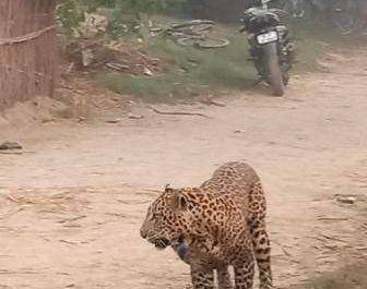 बहराइच। तेंदुओं का मुड हुआ घुमने का, फिर क्या था खुल गई कलाई व्यवस्था की 