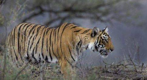 लखीमपुर खीरी I जानें कहा है बाघ की ऐसी दहशत कि थम गईं चोरी और डकैतियां जैसी घटनाएं