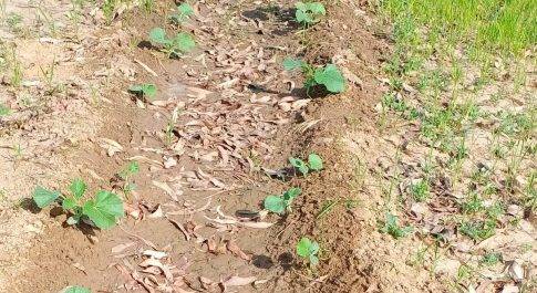 उत्तर प्रदेश बहराइच लाक डाउन के चलते किसान हो रहे हैं परेशान