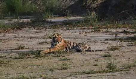 पीलीभीत। टाइगर रिजर्व के वन्यजीवों की सेहत का बन रहा फोटो