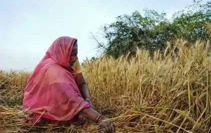 शाहजहांपुर I गेहूं की कटाई कराएं, सोशल डिस्टेसिंग से कोरोना को हराएं