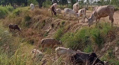 उत्तर प्रदेश बहराइच मवेशियों से परेशान किसान