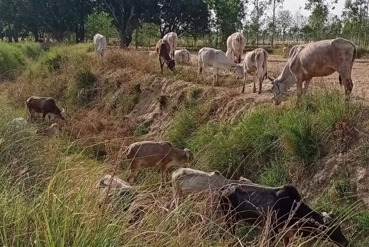 उत्तर प्रदेश बहराइच मवेशियों से परेशान किसान