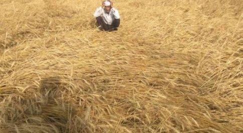  बहराइच : आंधी और पानी ने किया किसानों को बर्बाद