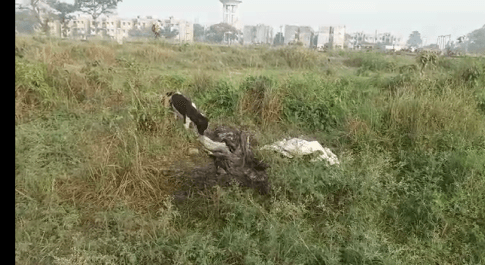 खुलेआम दबंग लोग कटवा रहे हैं अवैध मांस, पत्रकार का मोबाइल छीन कर की मारने की कोशिश