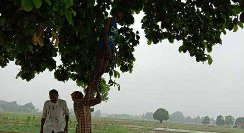 महराजगंज। बृजमनगंज थाना क्षेत्र में पेड़ से लटकता हुआ मिला युवक की लाश
