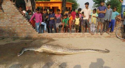 तहसील मिलक के ग्राम सिहारी में अजगर मिलने से ग्रामीणे मे दहशत 