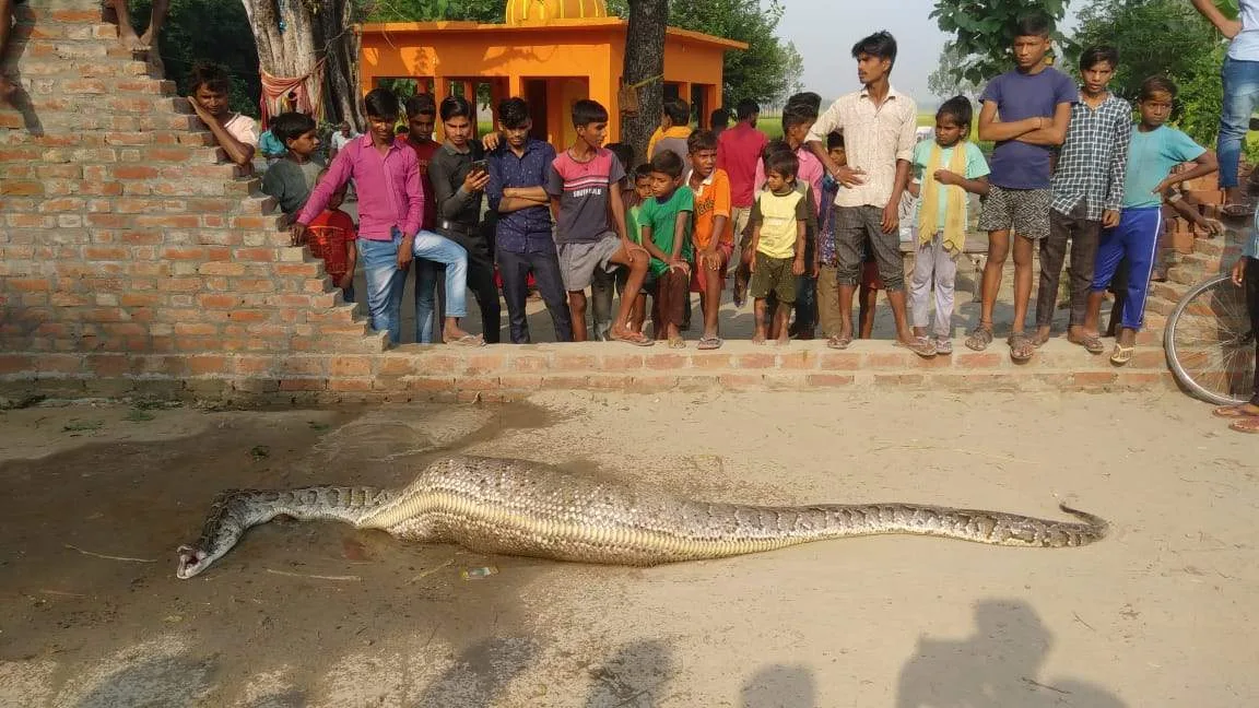 तहसील मिलक के ग्राम सिहारी में अजगर मिलने से ग्रामीणे मे दहशत 