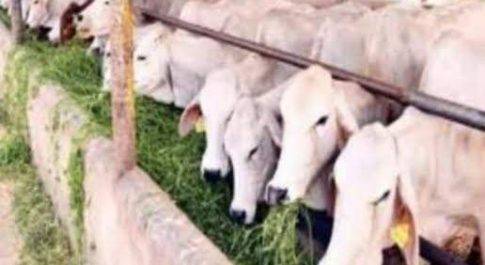 यूपी के सभी जिलों में गोशालाओं में पशुओं के सेवा की जिम्मेदारी जेल में