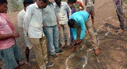 शाहजहांपुर खेत में पहुंचा बाघ, बछिया का किया शिकार