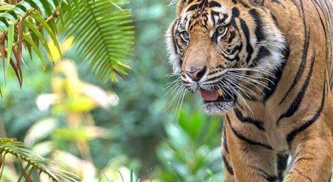 शाहजहांपुर में बाघ को ट्यूबवेल पर पानी पीते देख पिकअप चालक के उडे़ होश