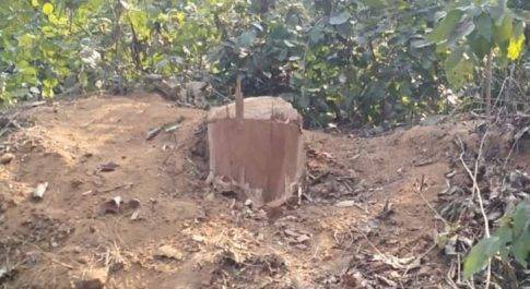 हरे पेडों पर चल रहे आरे, जानकर भी अनजान बने है रखवाले